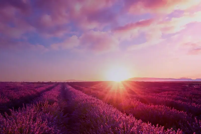 Maximizing Wealth Opportunities in Business Transitions