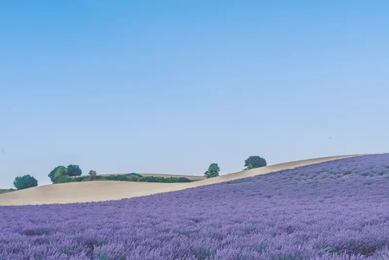 Unlocking Tax Efficiency with Choreo Tax Advantage